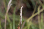 Heath sedge